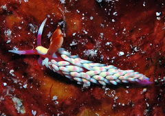 Babakina indopacifica