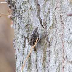 Certhia brachydactyla