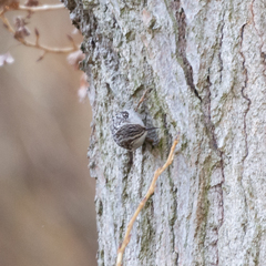 Certhia brachydactyla