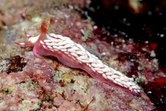 Babakina indopacifica