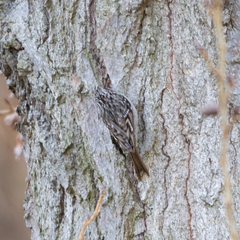 Certhia brachydactyla