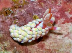 Babakina indopacifica