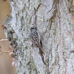 Certhia brachydactyla