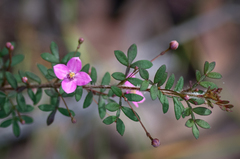 Boronia gracilipes