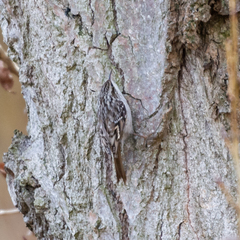 Certhia brachydactyla