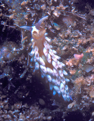 Babakina indopacifica