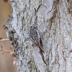 Certhia brachydactyla
