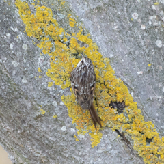 Certhia brachydactyla