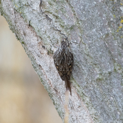 Certhia brachydactyla