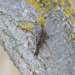 Certhia brachydactyla