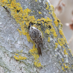 Certhia brachydactyla