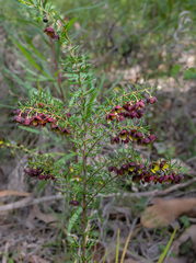 Boronia megastigma