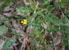 Bossiaea webbii