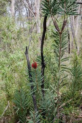 Melaleuca glauca