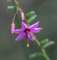 Tetratheca hispidissima