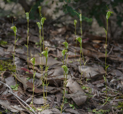 Pterostylis karri