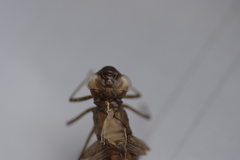 Aeshna mixta