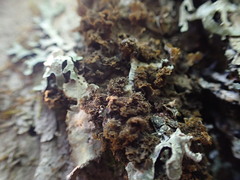 Leptogium laceroides