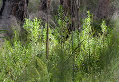 Podocarpus drouynianus