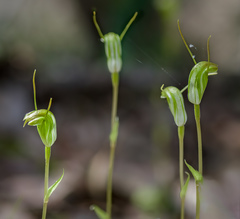 Pterostylis karri