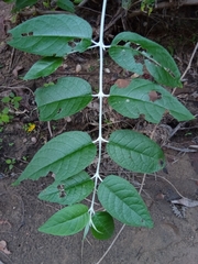 Buddleja madagascariensis