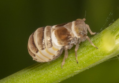 Criomorphus inconspicuus