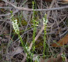 Acacia hastulata