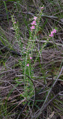 Boronia stricta