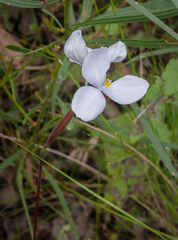Patersonia occidentalis