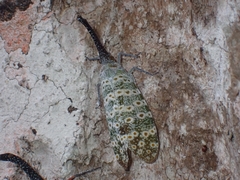 Pyrops oculatus