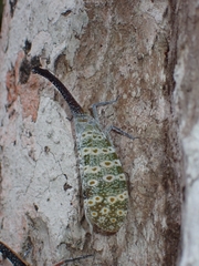 Pyrops oculatus