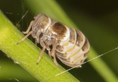 Criomorphus inconspicuus