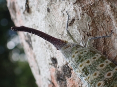 Pyrops oculatus