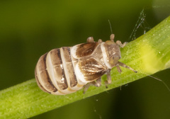 Criomorphus inconspicuus