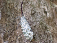 Pyrops oculatus