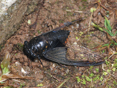 Cryptotympana aquila