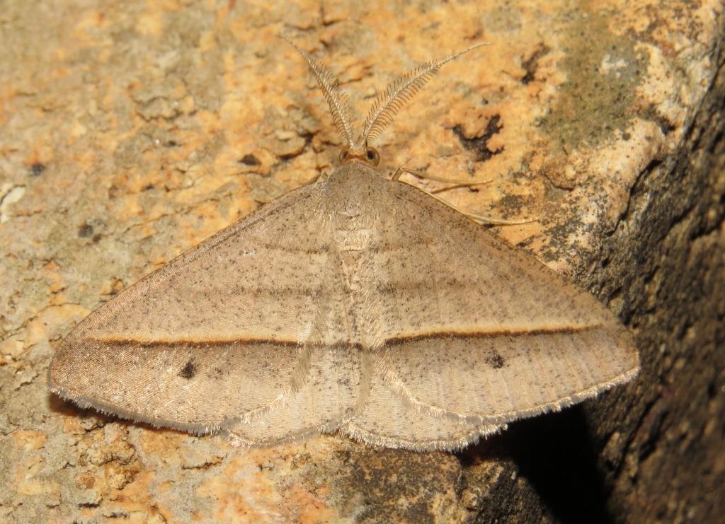 Isturgia exospilata