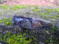 Cryptotympana aquila