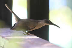 Cinclocerthia gutturalis