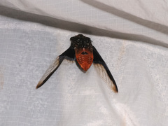 Cryptotympana aquila