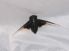 Cryptotympana aquila