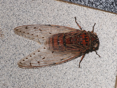 Megapomponia imperatoria