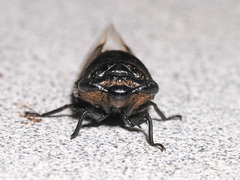 Cryptotympana aquila