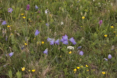 Campanula tridentata