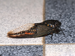 Cryptotympana aquila