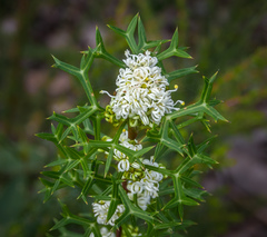 Grevillea trifida