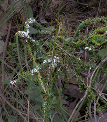 Taxandria parviceps