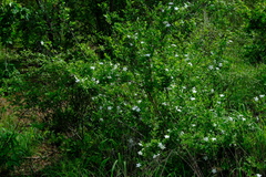 Heinsia crinita