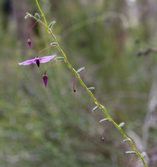 Tetratheca hispidissima