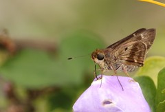 Nyctelius nyctelius